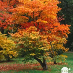 Acer, Erable du Japon, variétés variables - pot D15cm