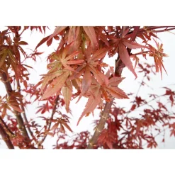 Acer, Erable du Japon, variétés variables : pot 10L