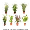 Acer palmatum, variétés variables : pot 14L