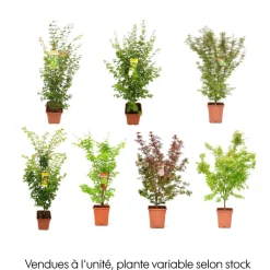 Acer palmatum, variétés variables : pot 14L
