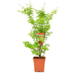 Acer palmatum, variétés variables : pot 14L