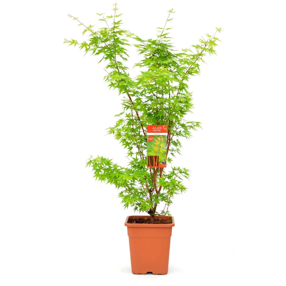 Acer palmatum, variétés variables : pot 14L