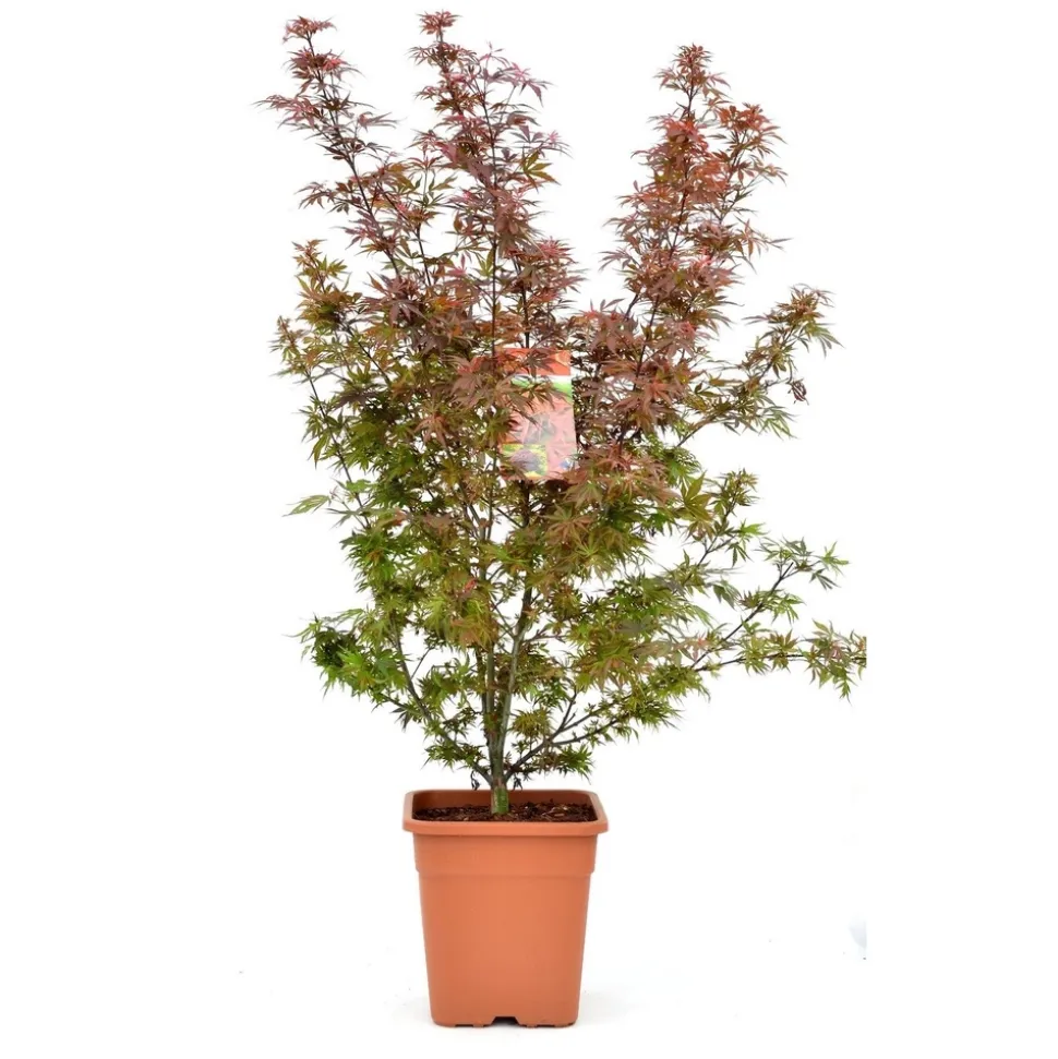 Acer palmatum, variétés variables : pot 14L