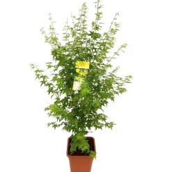 Acer palmatum, variétés variables : pot 14L