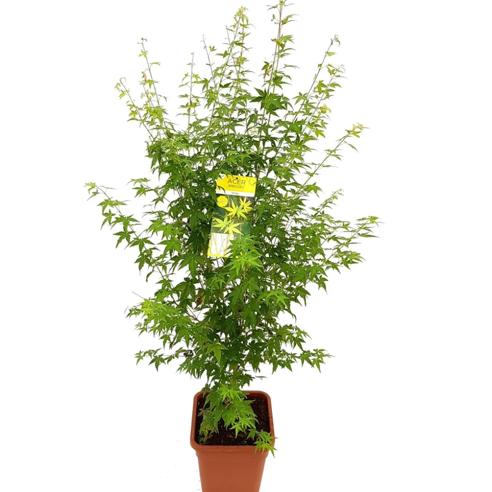 Acer palmatum, variétés variables : pot 14L