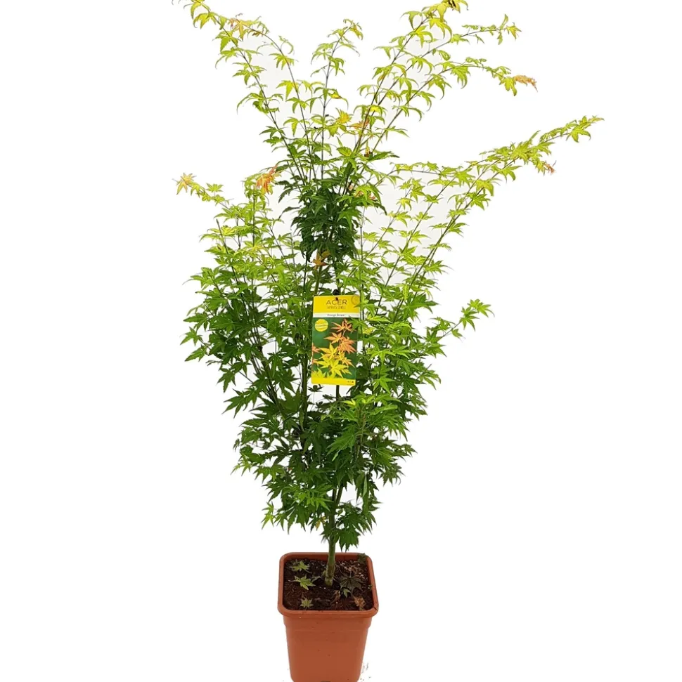 Acer palmatum, variétés variables : pot 14L