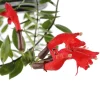 Aeschynanthus : suspension Ø15cm