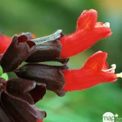 Aeschynanthus : suspension Ø15cm