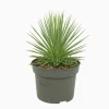 Agave 'Nana' - Pot D 13cm - Hauteur 25cm