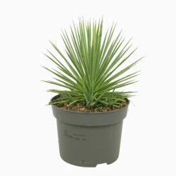 Agave 'Nana' - Pot D 13cm - Hauteur 25cm