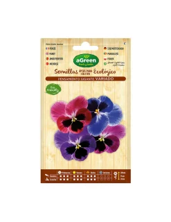 AGREEN - 10 sachet de graines pansy géant d'accord