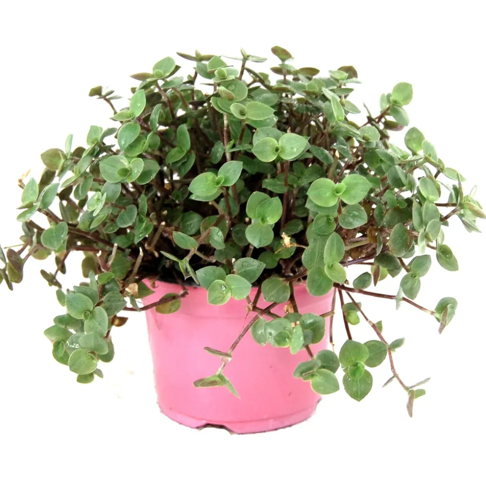 Alimentation végétale Cass croc pour reptile : pot 10,5cm