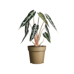 Alocasia 'Bambino' : pot D.9cm - H.20cm