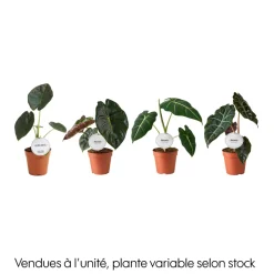 Alocasia mix : pot D.12cm