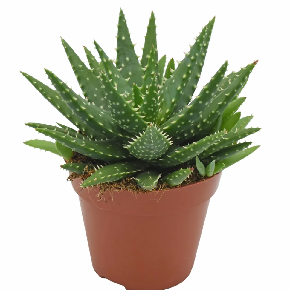 Aloe 'Kerio' H.15cm : pot D.12 cm