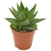 Aloe perfoliata : pot D.12cm