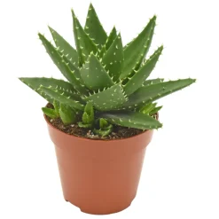 Aloe perfoliata : pot D.12cm