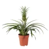 Ananas 'Corona vert': Pot D12xH28cm