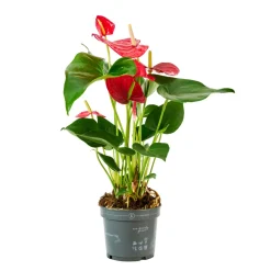 Anthurium : plante Ø12cm H.35cm 4/5 fleurs pot
