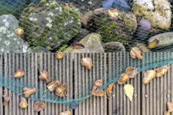 AQUAGART - Filet de bassin 9 m x 6 m filet à feuilles, filet, filet de protection contre les oiseaux, robuste