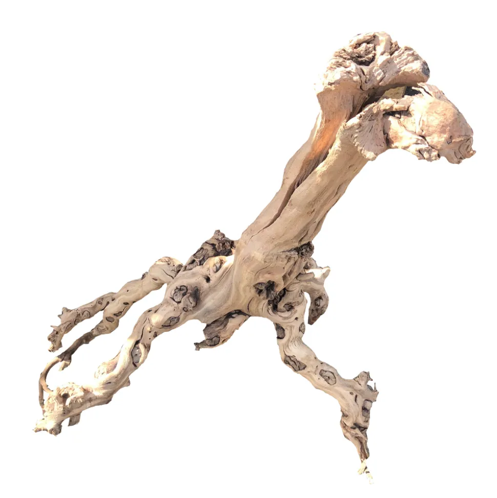 AQUAVIE - RACINE MOPAVIGNE M 30-55CM