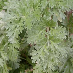 ARBORIX - 6 x absinthe - artemisia absinthium - godet 9cm x 9cm