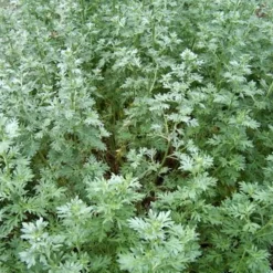 ARBORIX - 6 x absinthe - artemisia absinthium - godet 9cm x 9cm