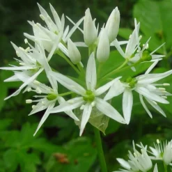 ARBORIX - 6 x ail des ours - allium ursinum - godet 9cm x 9cm