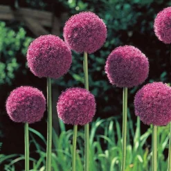 ARBORIX - 5 x ail d'ornement his excellency - 5 x allium his excellency