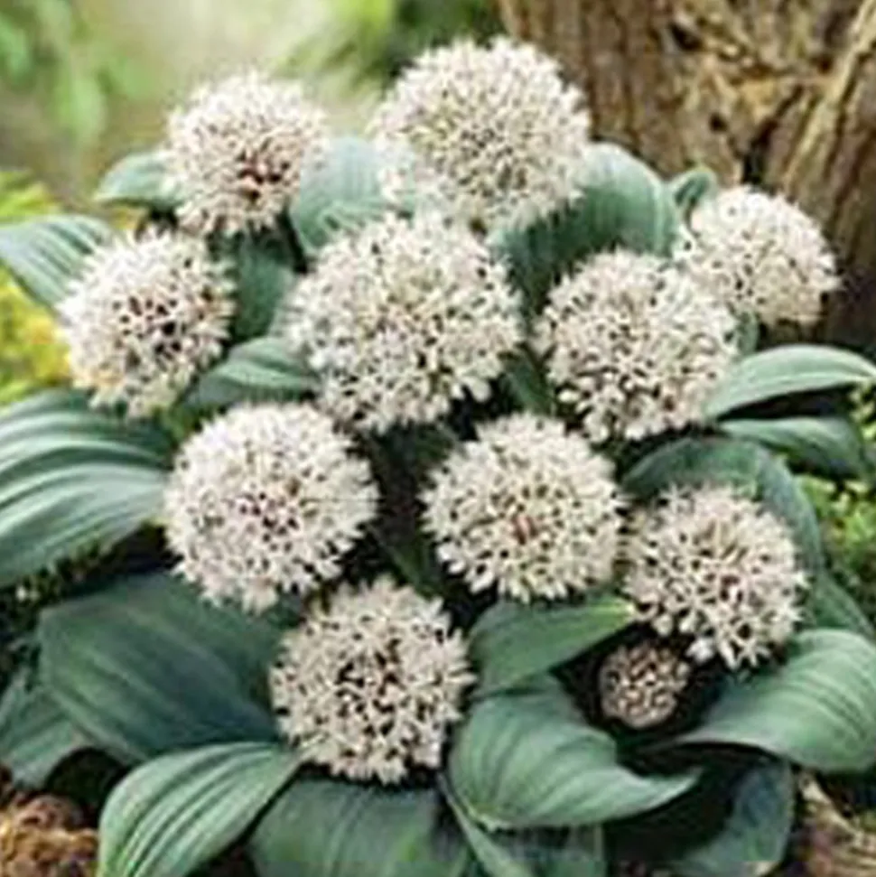 ARBORIX - 25 x ail d'ornement karataviene - bulbes à fleurs de printemps