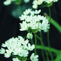 ARBORIX - 50 x ail d'ornement neapolitanum - bulbes à fleurs de printemps