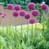 ARBORIX - 20 x ail d'ornement giganteum - 20 x allium giganteum