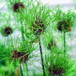 ARBORIX - 25 x ail d'ornement vineale hair - bulbes à fleurs de printemps