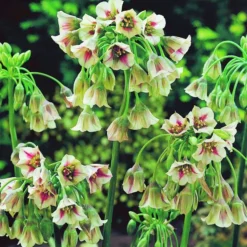 ARBORIX - 25 x ail d'ornement siculum - bulbes à fleurs de printemps
