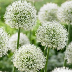 ARBORIX - 10 x ail d'ornement mount everest - bulbes à fleurs de printemps