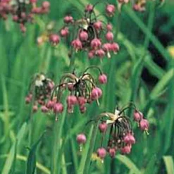 ARBORIX - 25 x ail d'ornement cernum - bulbes à fleurs de printemps