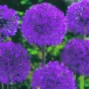 ARBORIX - 25 x ail d'ornement alfl. Purple sensation - bulbes à fleurs de printemps
