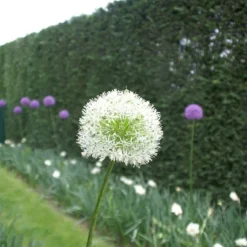 ARBORIX - 5 x ail d'ornement mont blanc - 5 x allium mont blanc