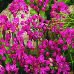 ARBORIX - 50 x ail d'ornement ostrowskianum - bulbes à fleurs de printemps