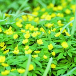 ARBORIX - 50 x anemone ranunculoides - bulbes à fleurs de printemps