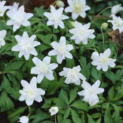 ARBORIX - 10 x anemone vestal - bulbes à fleurs de printemps