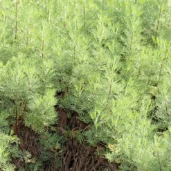 ARBORIX - 6 x armoise citronnelle - artemisia abrotanum - godet 9cm x 9cm