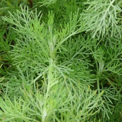 ARBORIX - 6 x armoise citronnelle - artemisia abrotanum - godet 9cm x 9cm