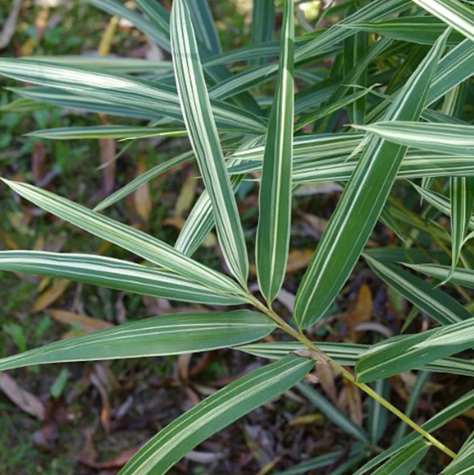 ARBORIX - 2 x bambou nain - pleioblastus variegatus - pot