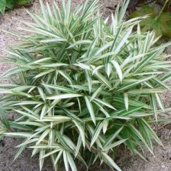 ARBORIX - 2 x bambou nain - pleioblastus variegatus - pot