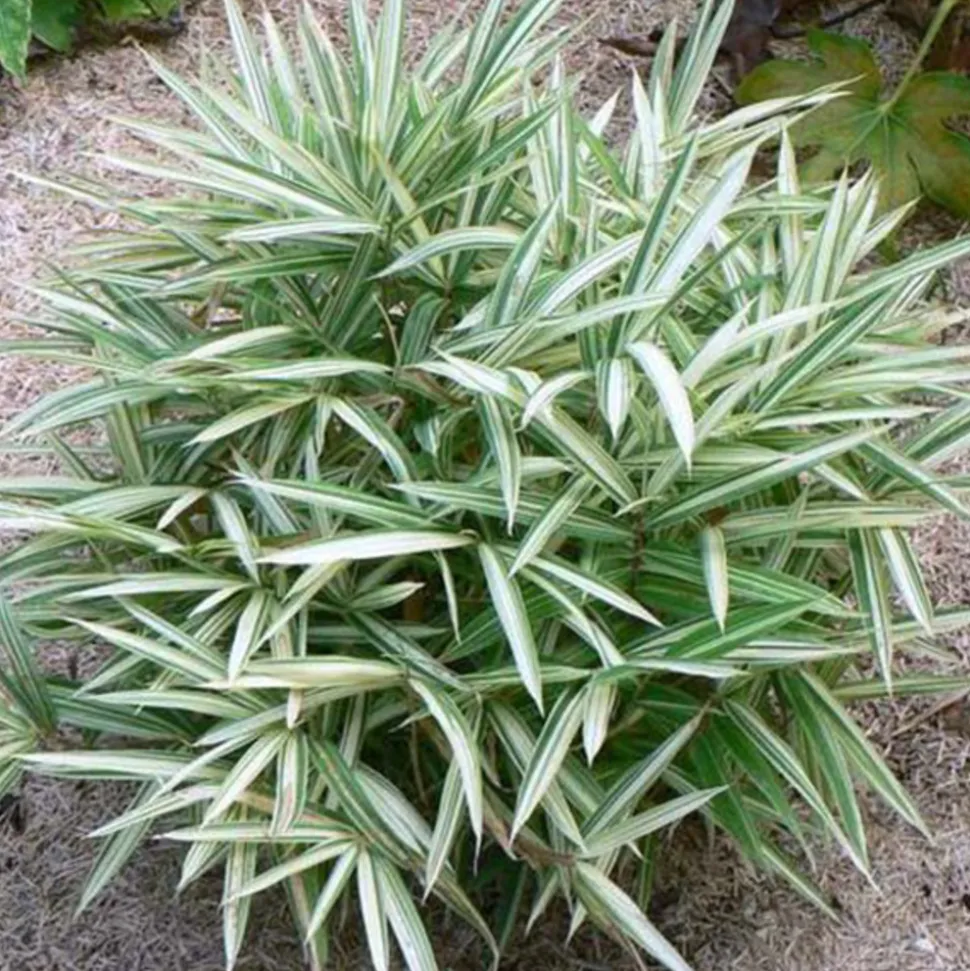 ARBORIX - 2 x bambou nain - pleioblastus variegatus - pot