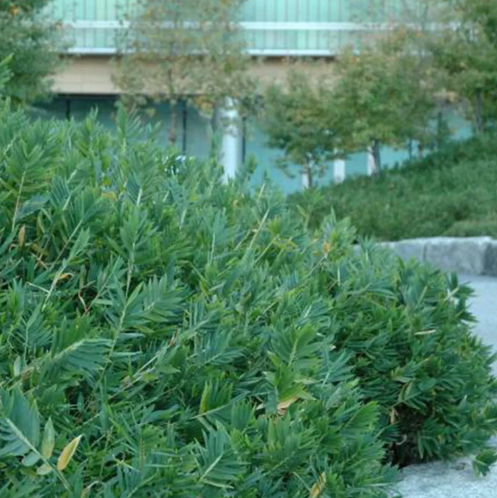 ARBORIX - 2 x bambou nain 'distichus' - pleioblastus pygmaeus 'distichus' - pot