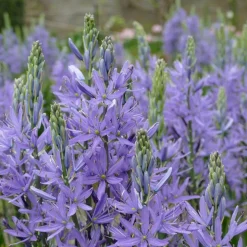 ARBORIX - 50 x camassia quamash - bulbes à fleurs de printemps