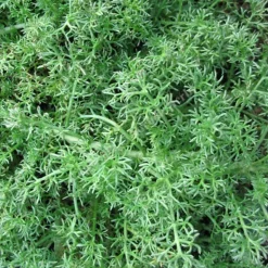 ARBORIX - 6 x camomille romaine 'treneague' - chamaemelum nobile 'treneague' - godet 9cm x 9cm