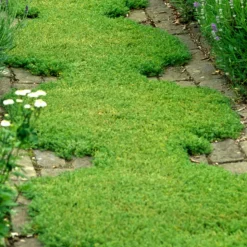 ARBORIX - 6 x camomille romaine 'treneague' - chamaemelum nobile 'treneague' - godet 9cm x 9cm